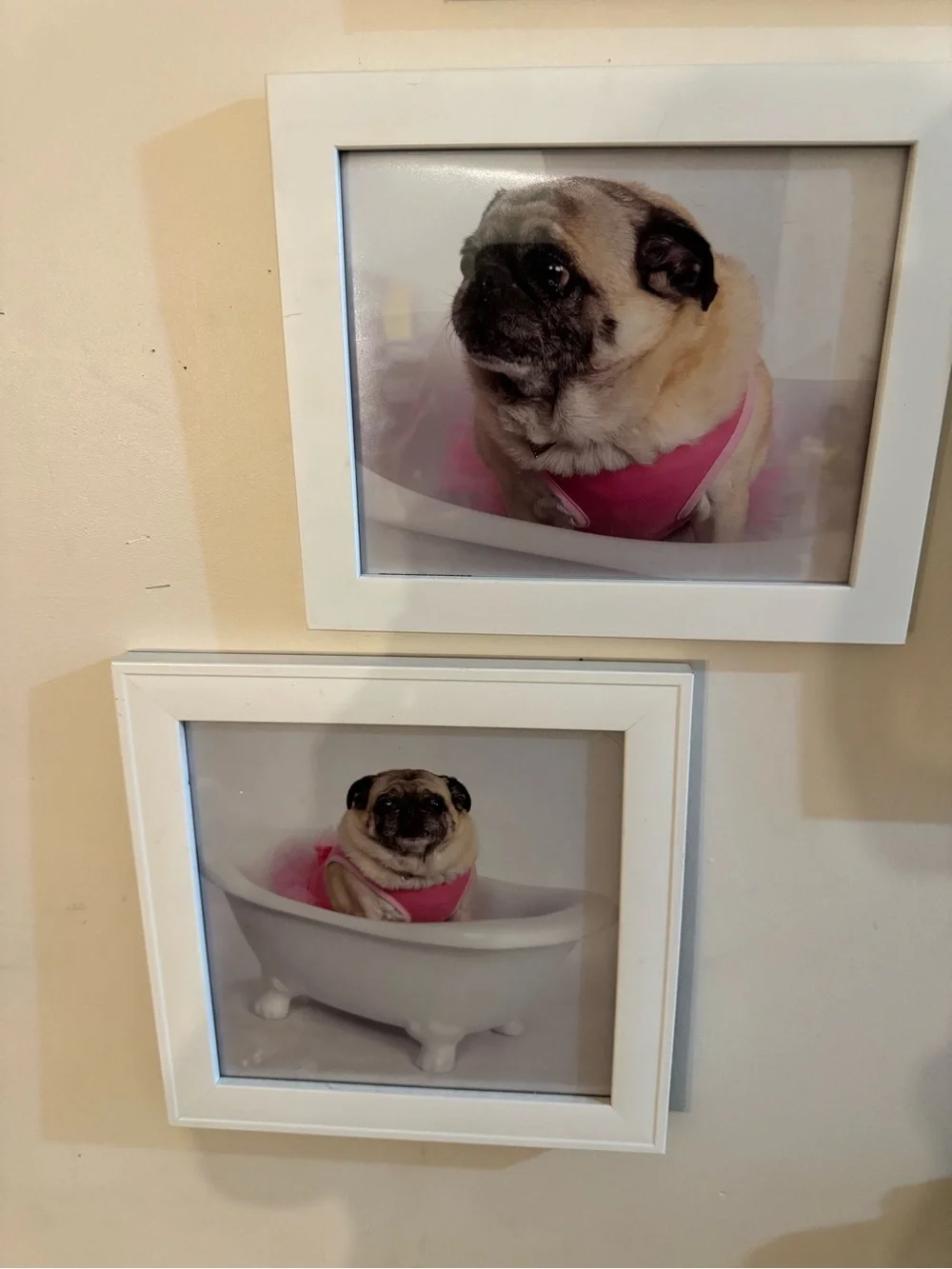 Cute Pug Photo Wall Art - Pink Outfit